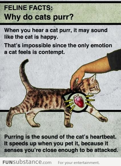 Why do cats purr?