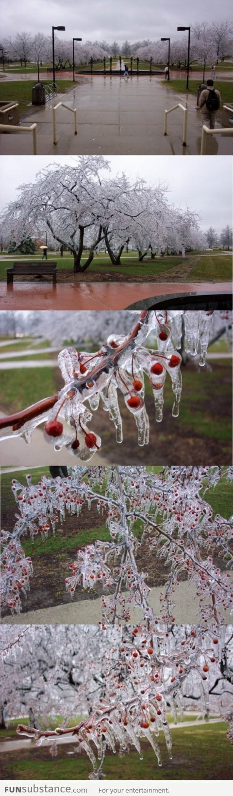 Frozen cherries