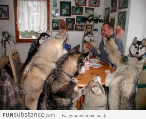 Husky party