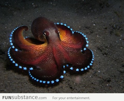 Coconut Octopus