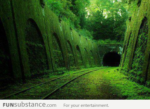 Beautifully Grown in Abandoned Train Track