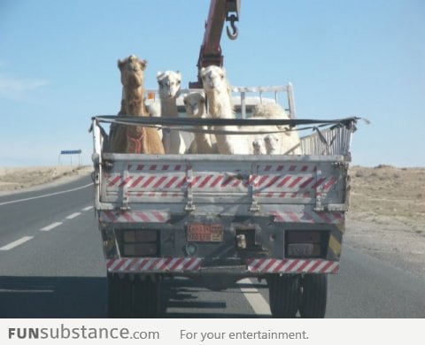 When you can see six camels, you'll like this photo