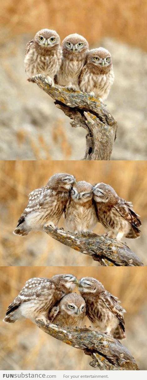 Forever Alone Owl