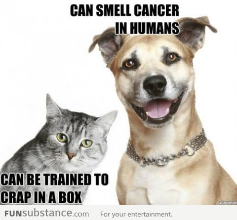 Cats vs Dogs