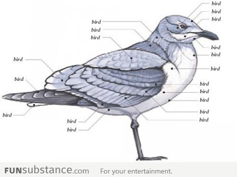 Bird diagram