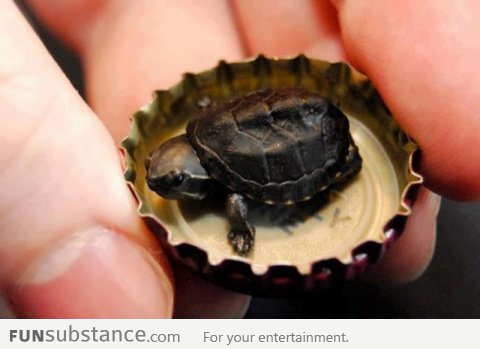 Super tiny turtle