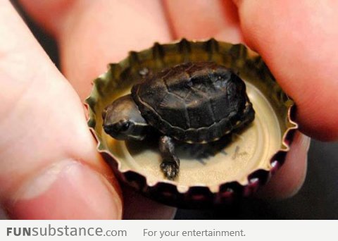 Super tiny turtle