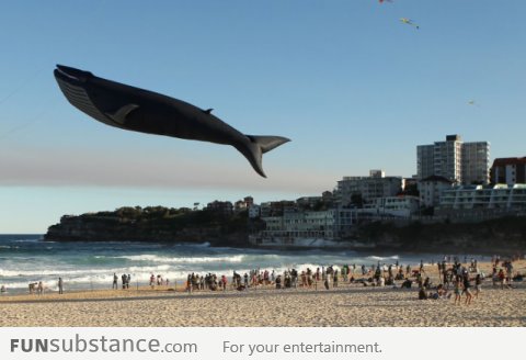 Giant Blue Whale Kite