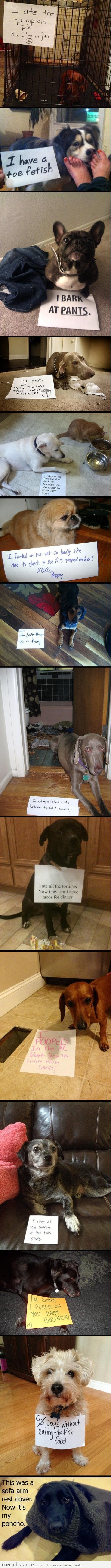 Best of Dog Shaming