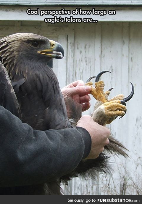 Eagles have large talons