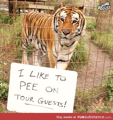 Tiger shaming