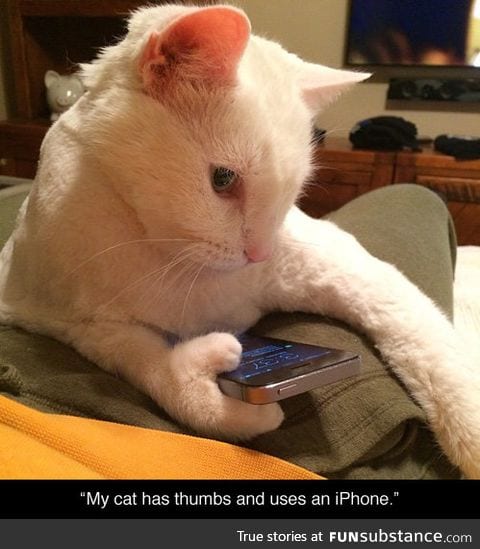 Cat has thumbs