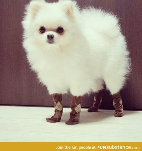 A dog with tiny socks !