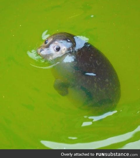 Adorable baby seal