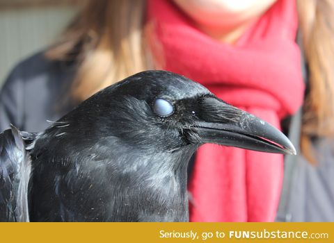 Photographed this crow mid-blink. It looks like it's performing necrowmancy