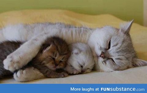 A feline reminder that Mother's Day is next Sunday