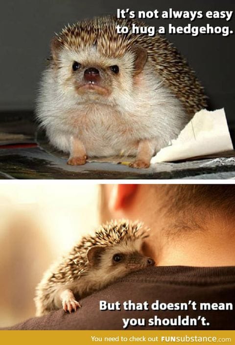 Hugging a Hedgehog