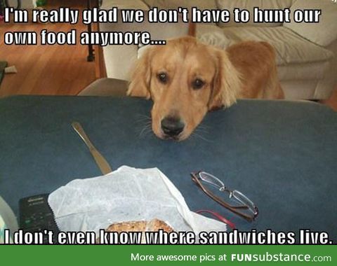 Dog thoughts on food