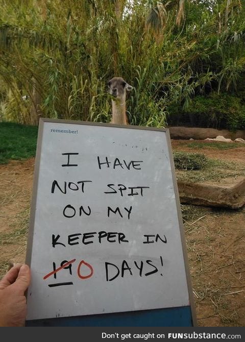 Llama shaming