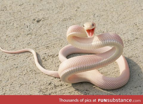 This is a beautiful snake