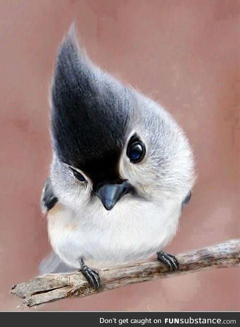 A cute Tufted Titmouse