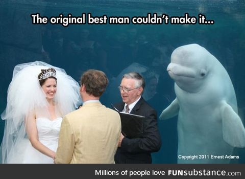 Something old, something new, something borrowed, something Beluga