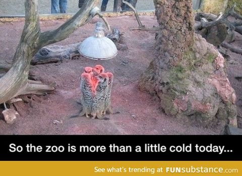 Cold zoo