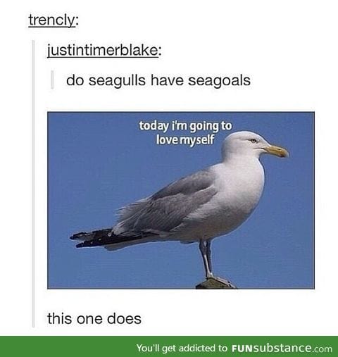 Seagulls