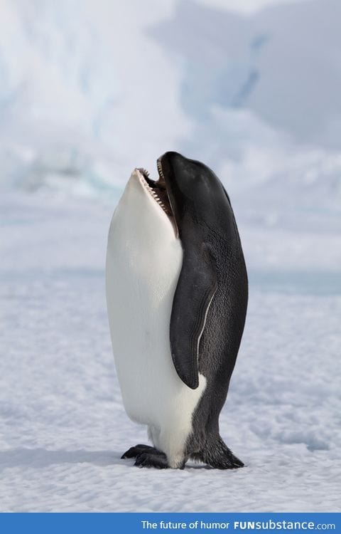 Killer whale penguin