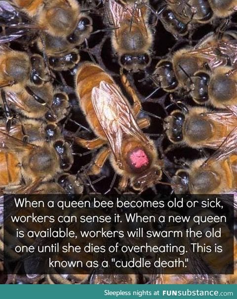 Killing the Queen Bee