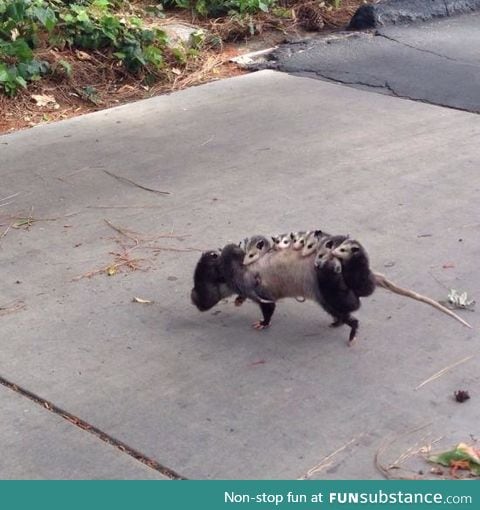 So a family of opossums walked out in front of me