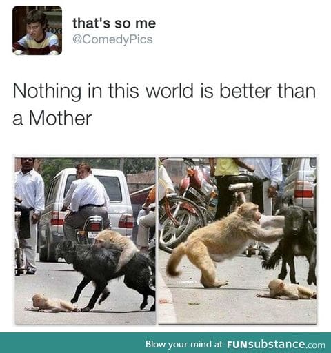 Dog attacks baby monkey