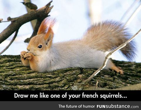 Attractive squirrel