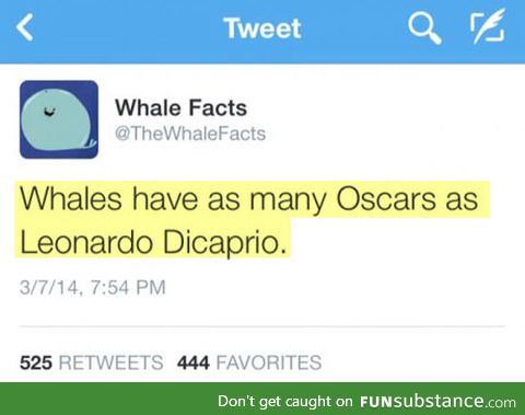 Whale facts