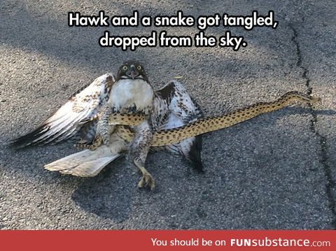 Hawk vs. Snake