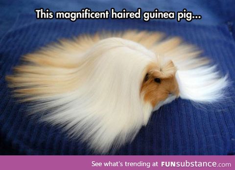 Guinea fabulous