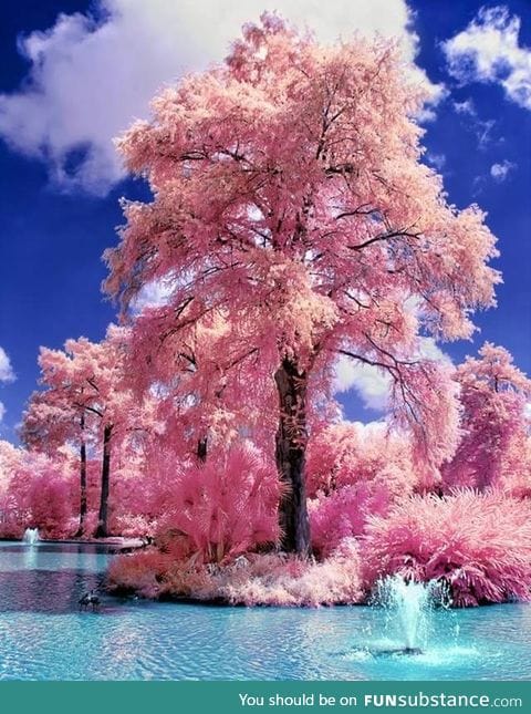 Japanese water gardens