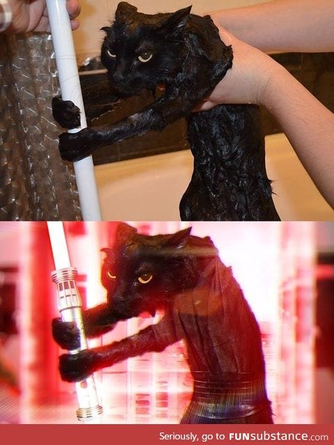 Darth cat