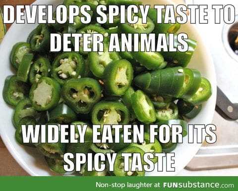 Bad luck jalapeños