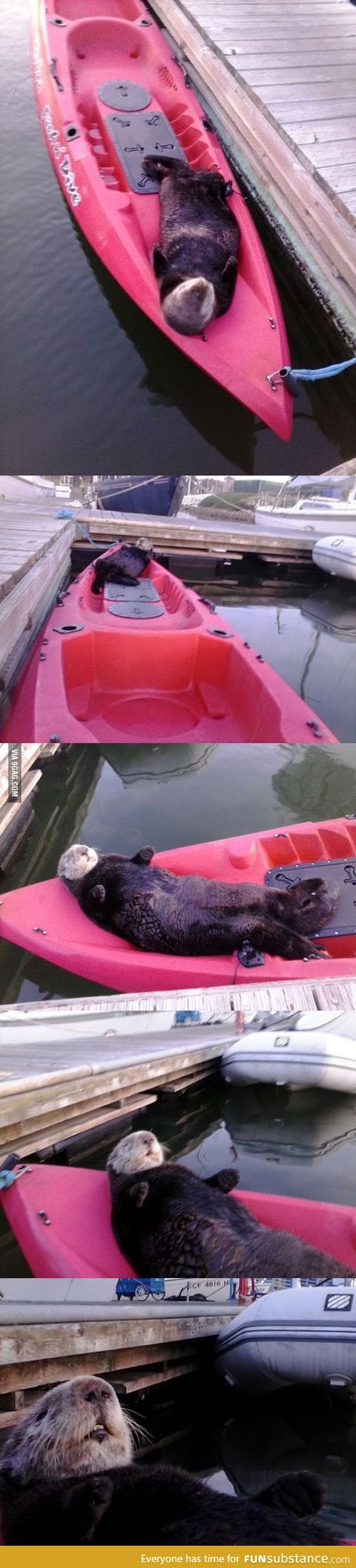 Lazy sea otter