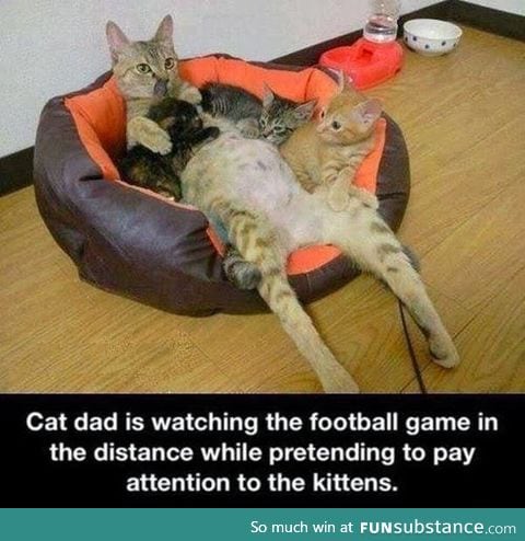 Cat dad watching football