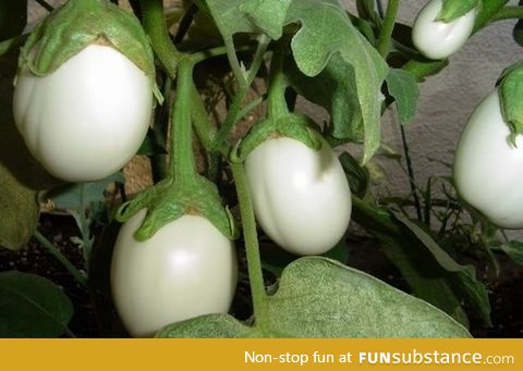 Ever wonder why it's called eggplant?