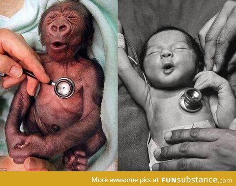 Baby gorilla & baby human reacting to a cold stethoscope