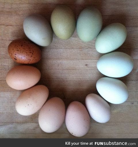 A color wheel of farm fresh eggs