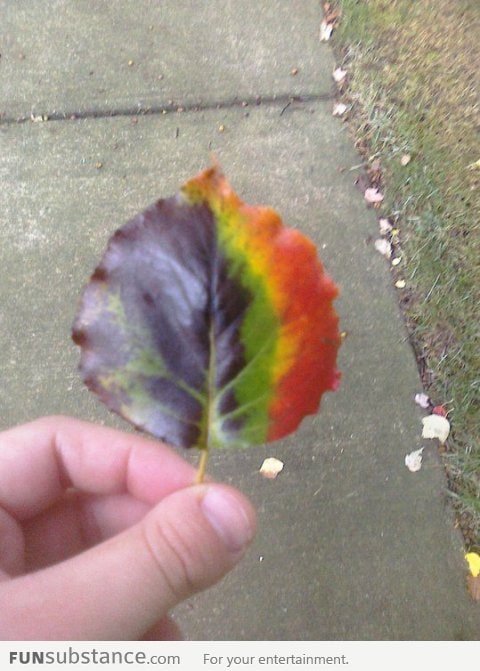 Rainbow Leaf!