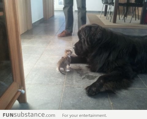 Little kitten meets big dog