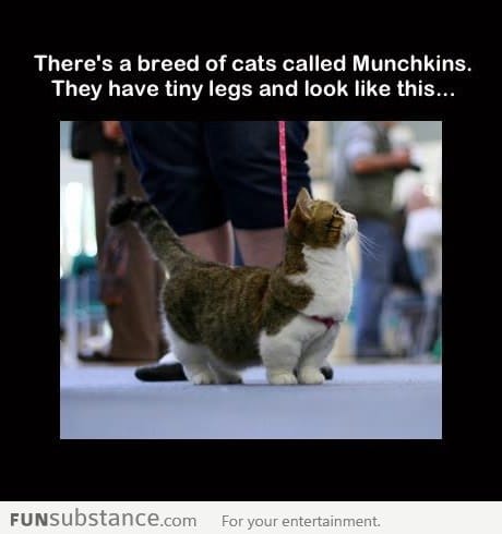 Munchkin cats