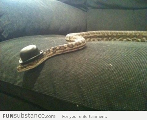 Snake Like a Sir!