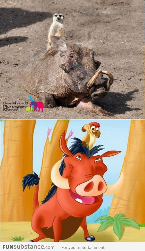 Timon and Pumba in real life