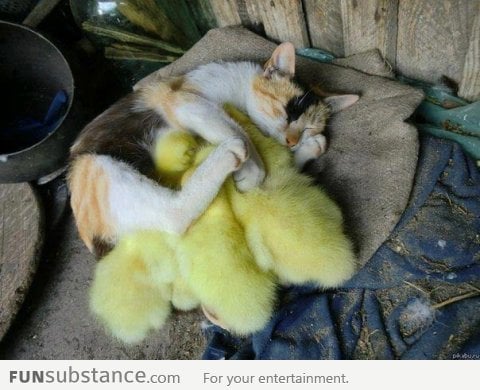 Cat sleeping with her little ducks